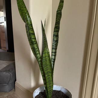 Snake Plant plant in Georgetown, Texas