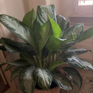 Chinese Evergreen plant in Georgetown, Texas