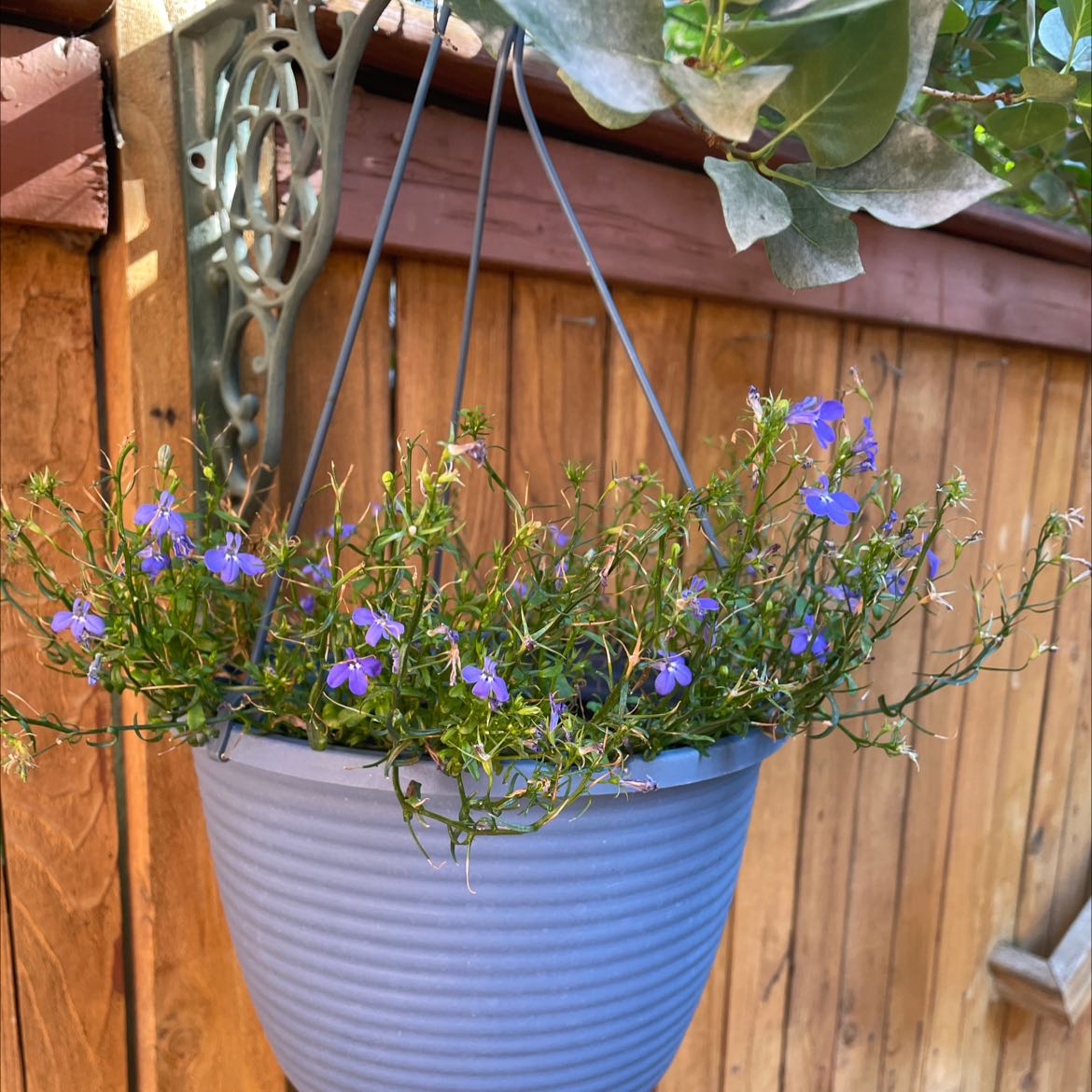 Hanging pot with Edging Lobelia, small purple flowers, wooden fence background.