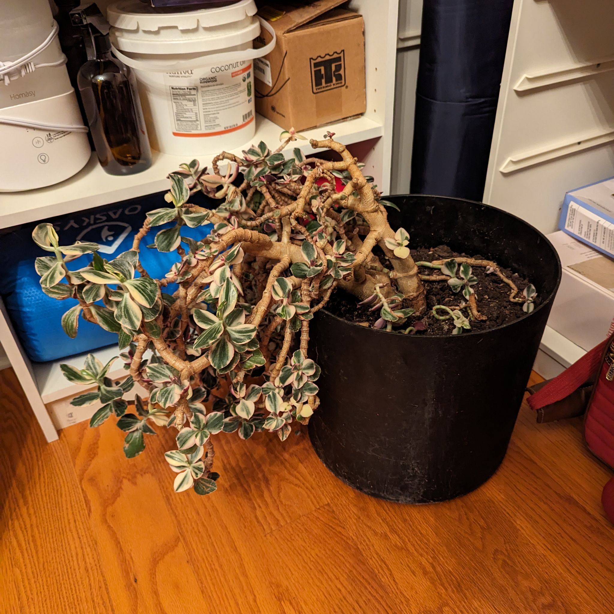 Variegated Jade plant in a black pot, leaning to one side, indoors.