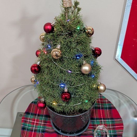 Photo of the plant species Dwarf Alberta Spruce by @timh named Remington on Greg, the plant care app