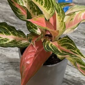 Photo of the plant species Chinese Evergreen Valentine by @TrixieDeluxe named Emerson on Greg, the plant care app