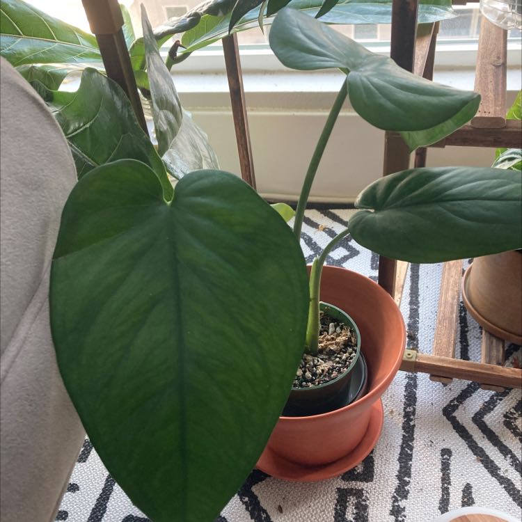 Indoor Syngonium chiapense plant with large green leaves in a pot near a window.
