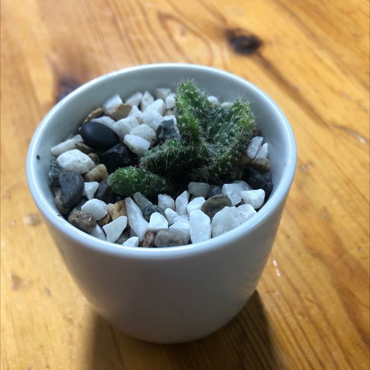 Photo of the plant species Cane Cholla by @JoyfulMarimo named Plasiba on Greg, the plant care app