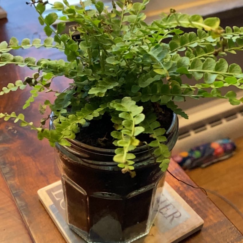 Potted Erect Sword Fern plant with lush green fronds, thriving in rich soil on a wooden surface with colorful pens in the background.