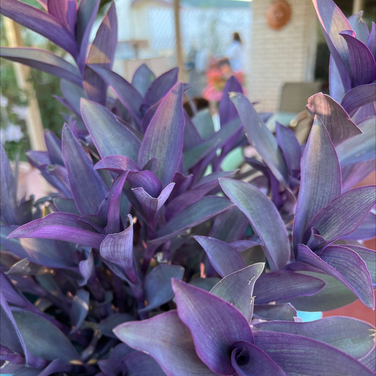 Photo of the plant species Purple Heart by @ArtisanBlueoak named Your plant on Greg, the plant care app