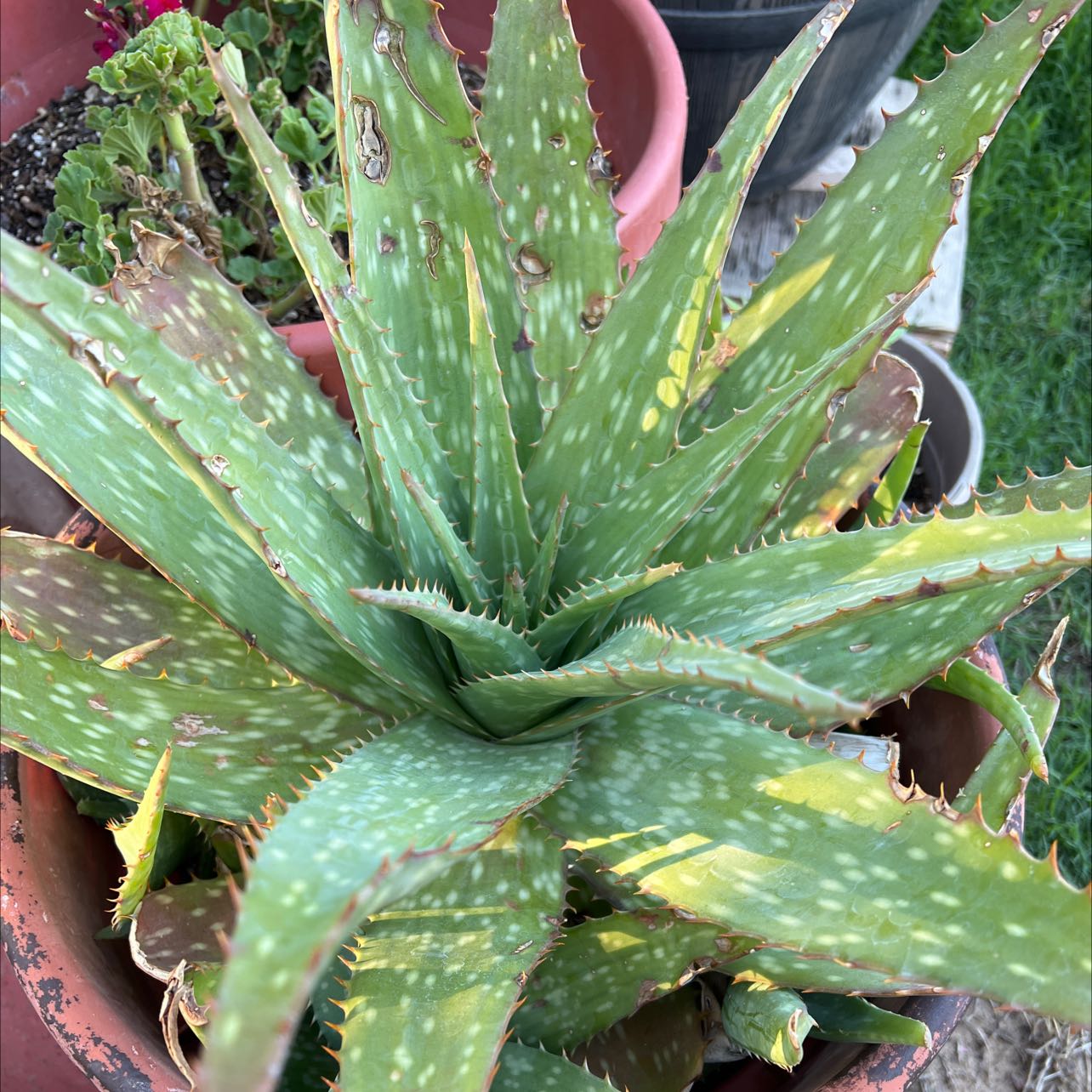 Photo of the plant species Broad-Leaved Aloe by @ArtisanBlueoak named Your plant on Greg, the plant care app