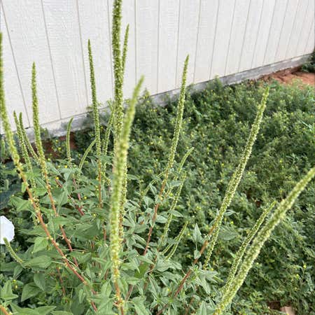 Photo of the plant species Palmer's Amaranth by @ArtisanBlueoak named Allergies on Greg, the plant care app