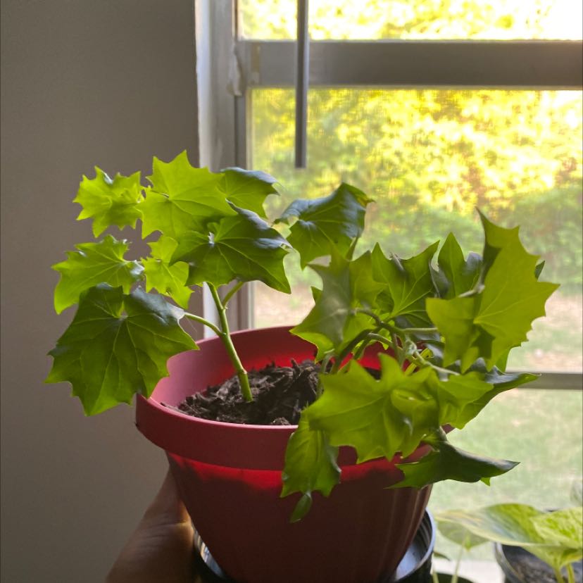 Cape Ivy plant in a red pot near a window, with vibrant green leaves.