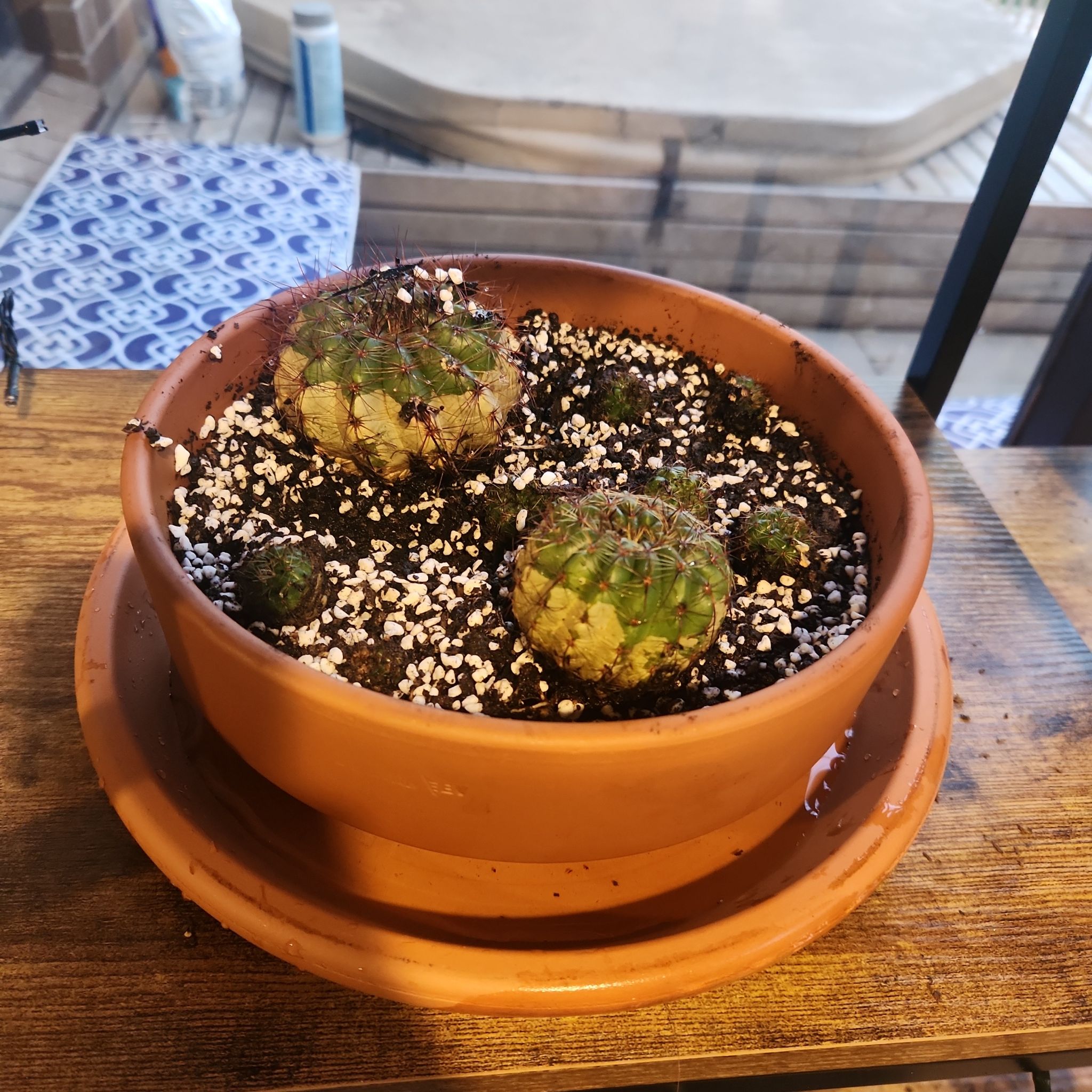 Photo of the plant species Melocactus azureus by @ShowyLuckyjade named Marilyn on Greg, the plant care app