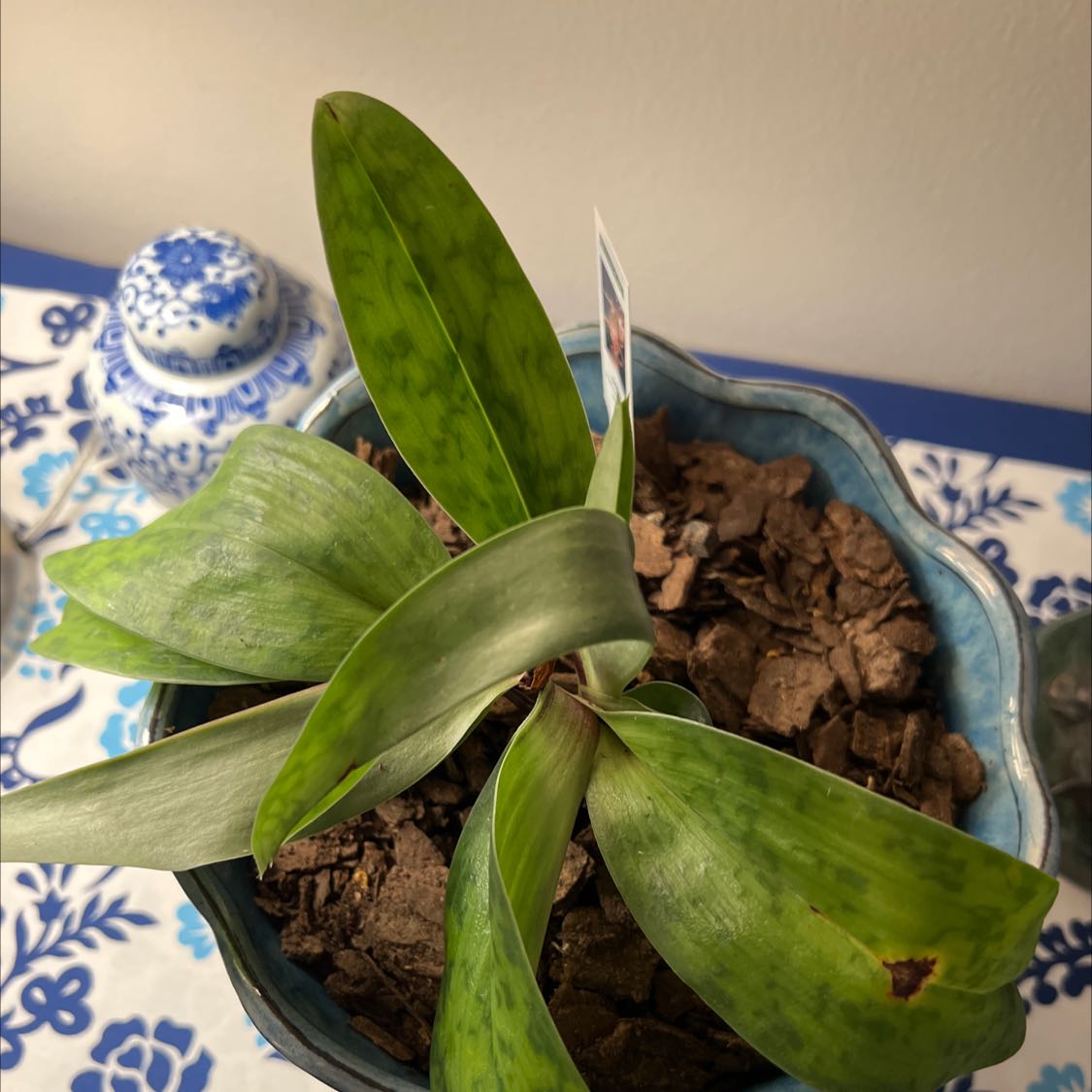 Photo of the plant species Magic Cherry Orchid by @KookyCalethea named paph raisin on Greg, the plant care app