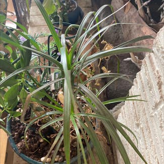 Ponytail Palm plant in Ogden, Utah