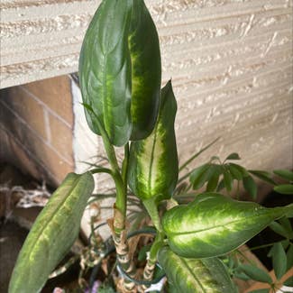 Dieffenbachia plant in Ogden, Utah