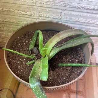 Aloe Vera plant in Ogden, Utah