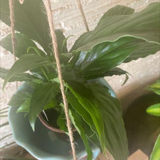 Peace Lily plant in Ogden, Utah