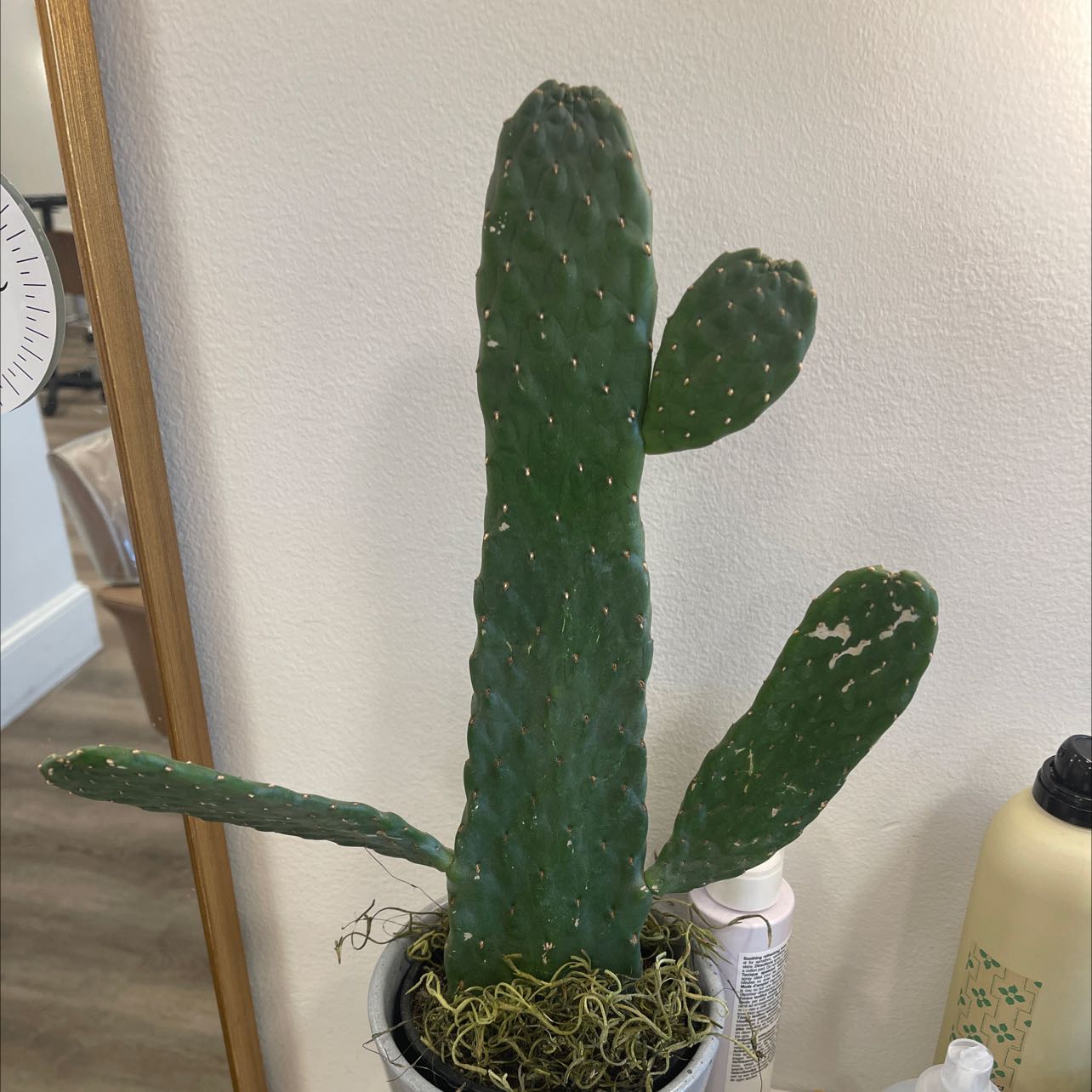 Woolyjoint Prickly Pear cactus with several pads, appearing healthy with no visible soil.