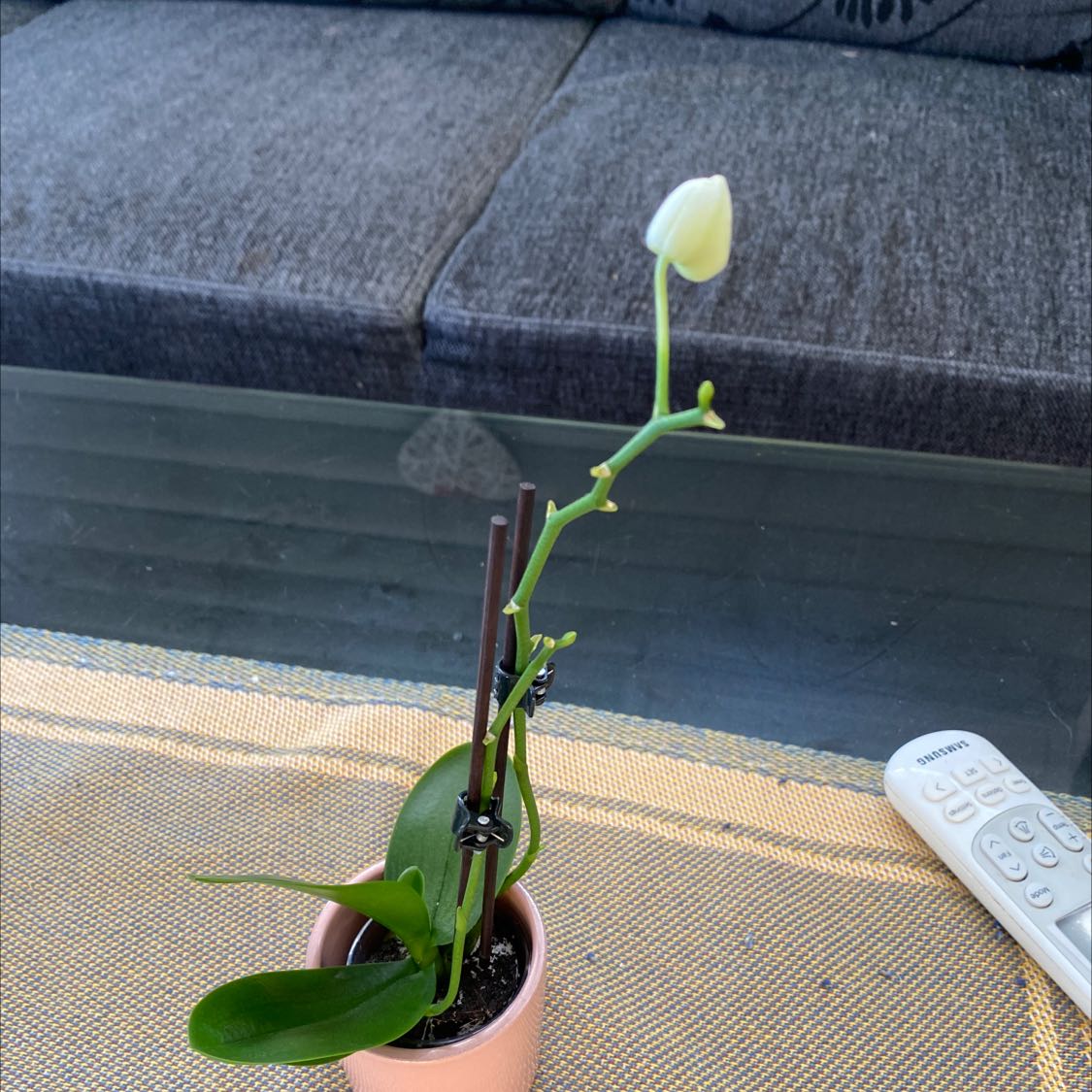 Photo of the plant species Arabian starflower by @MaturingMiro named Miniorkide on Greg, the plant care app