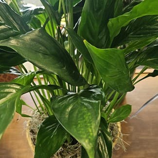 Peace Lily plant in Munising, Michigan