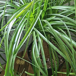 Ponytail Palm plant in Munising, Michigan