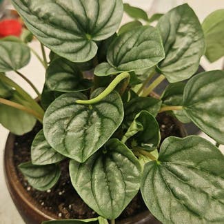 Silver Frost Peperomia plant in Munising, Michigan