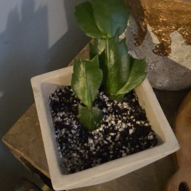 Photo of the plant species Thanksgiving Cactus by @SlickAlbo named Bella on Greg, the plant care app