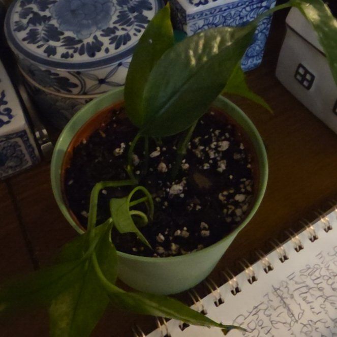 Photo of the plant species Skeleton Key Pothos by @SlickAlbo named Ronaldo on Greg, the plant care app