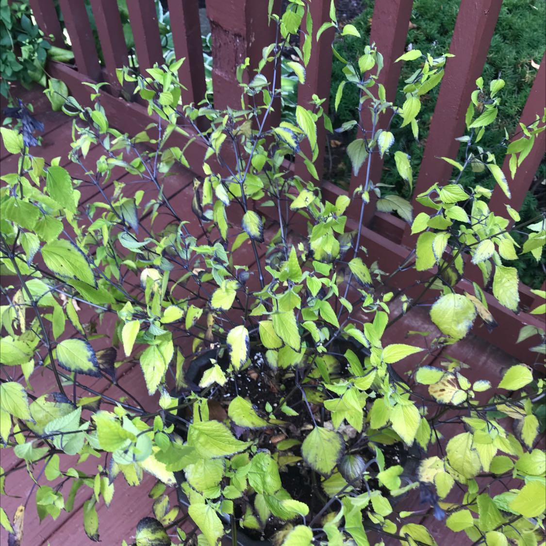 Plant care for Arrowwood Viburnum 'Synnestvedt' on Greg, the plant care app