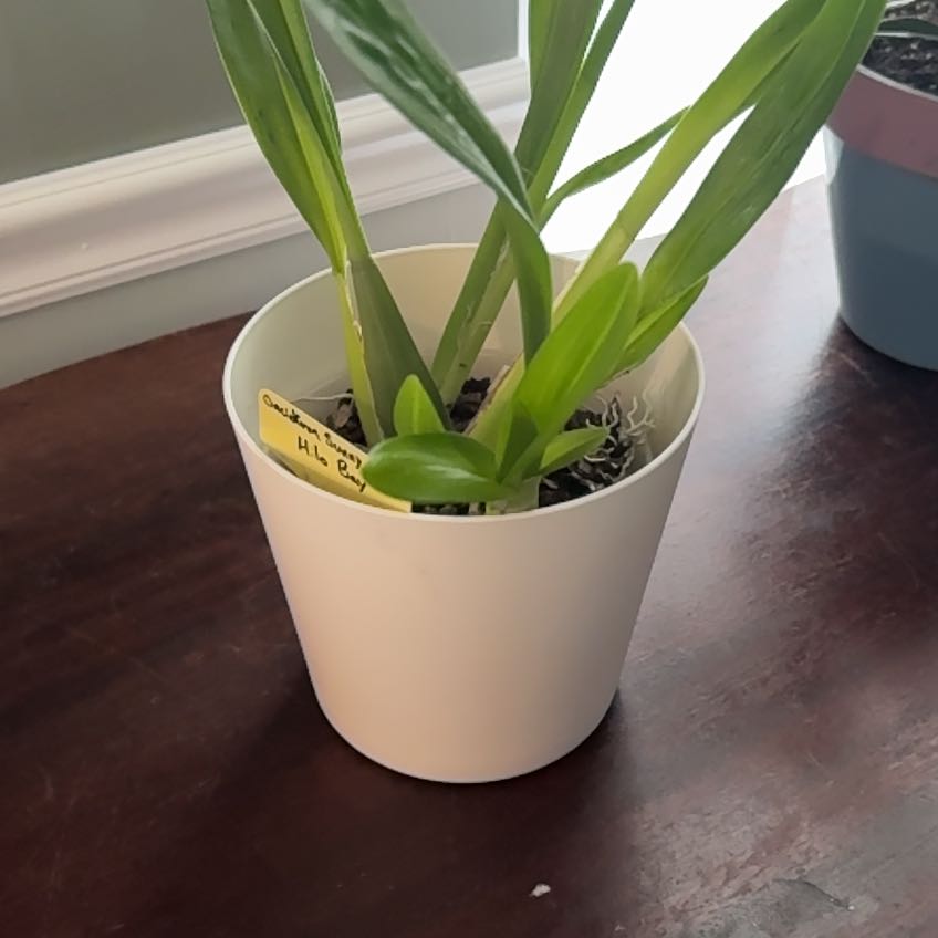 Photo of the plant species Hilo Firecracker Lucky Strike Orchid by @BeatrizBergamot named Sooryaast on Greg, the plant care app