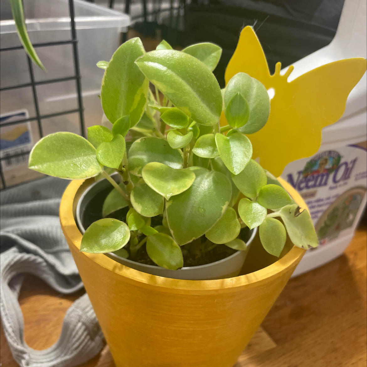 Variegated Teardrop Peperomia plant in a yellow pot, healthy green leaves.