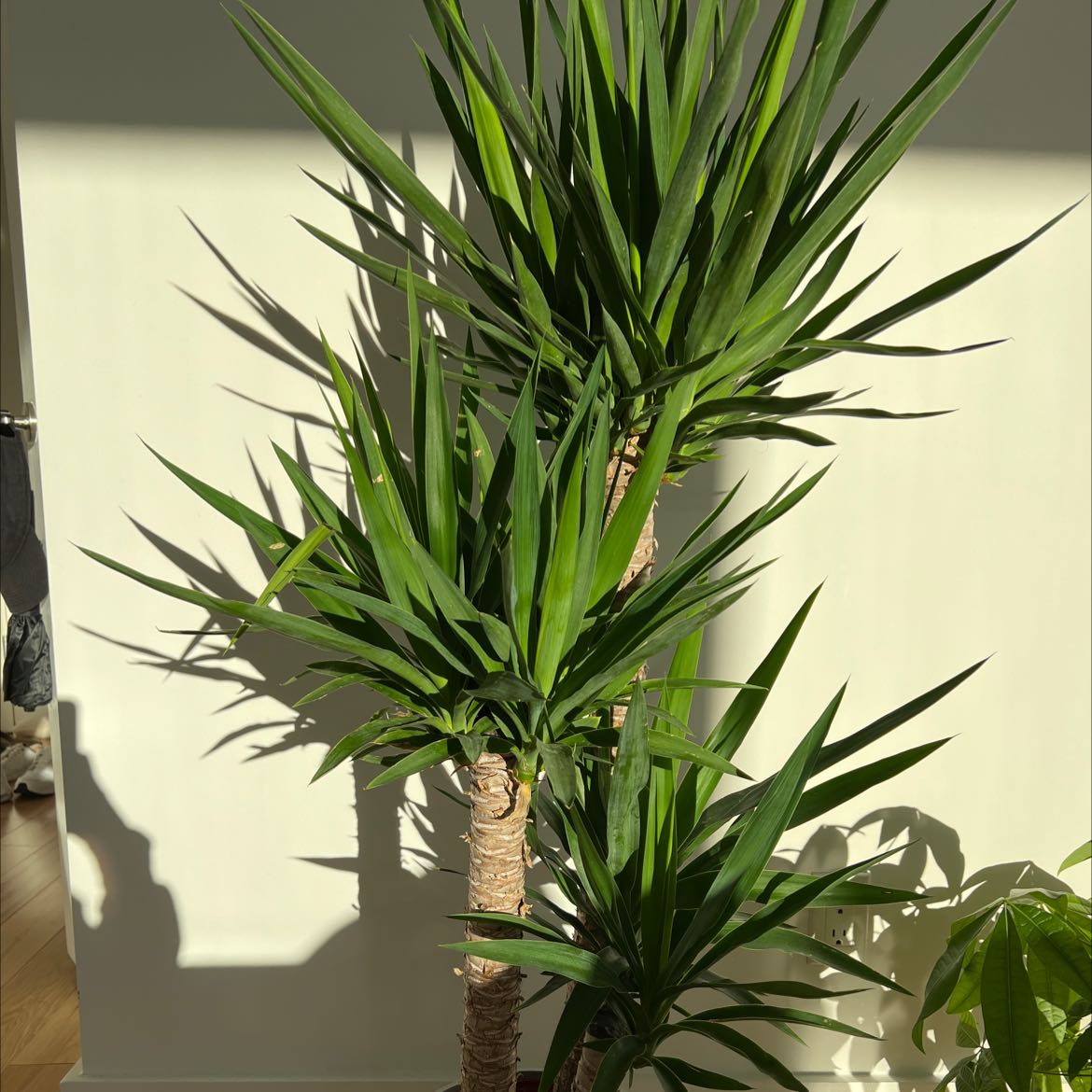 Photo of the plant species Blue-Stem Yucca by @JoyousHoya named Your plant on Greg, the plant care app