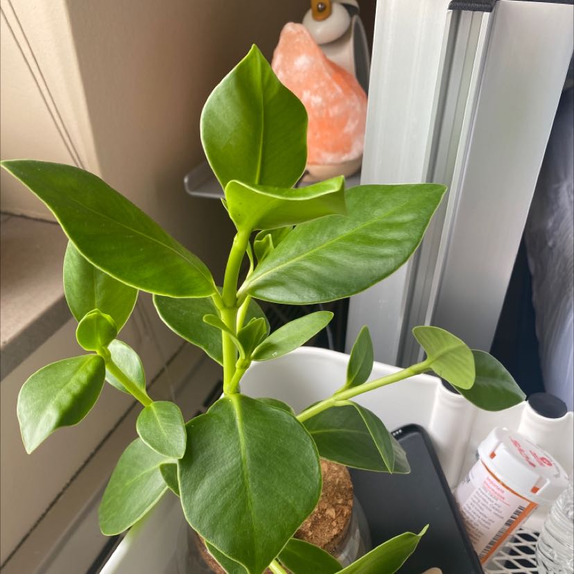 Photo of the plant species Philodendron 'Golden Princess' by @RealTauhinu named Achilles on Greg, the plant care app