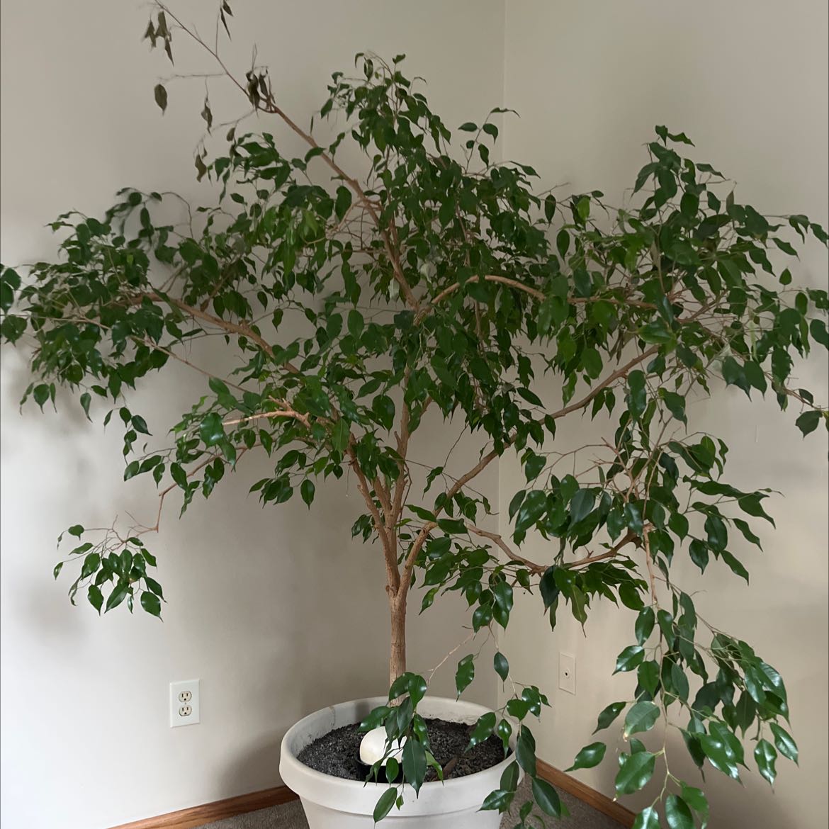 Photo of the plant species Weeping Fig by @SirPinebush named Your plant on Greg, the plant care app