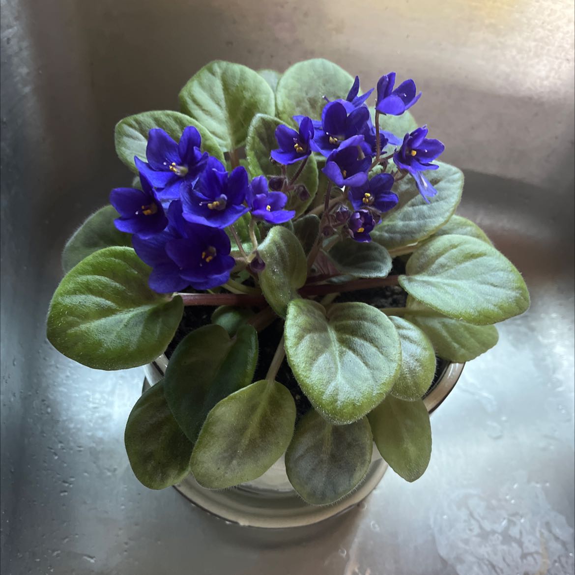 Photo of the plant species Kenyan Violet by @SirPinebush named Your plant on Greg, the plant care app