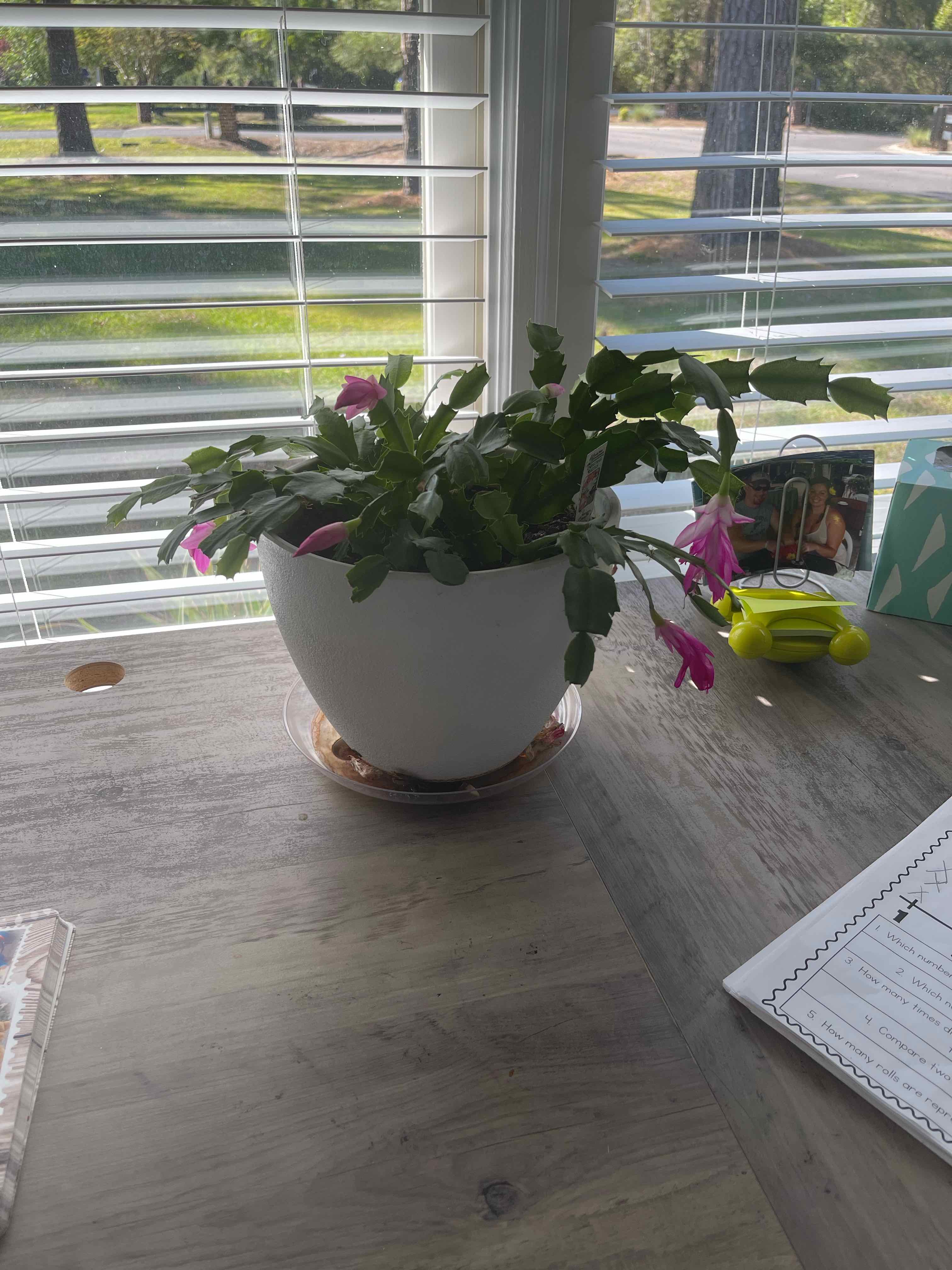 Christmas Cactus in a white pot on a table near a window with visible flowers.