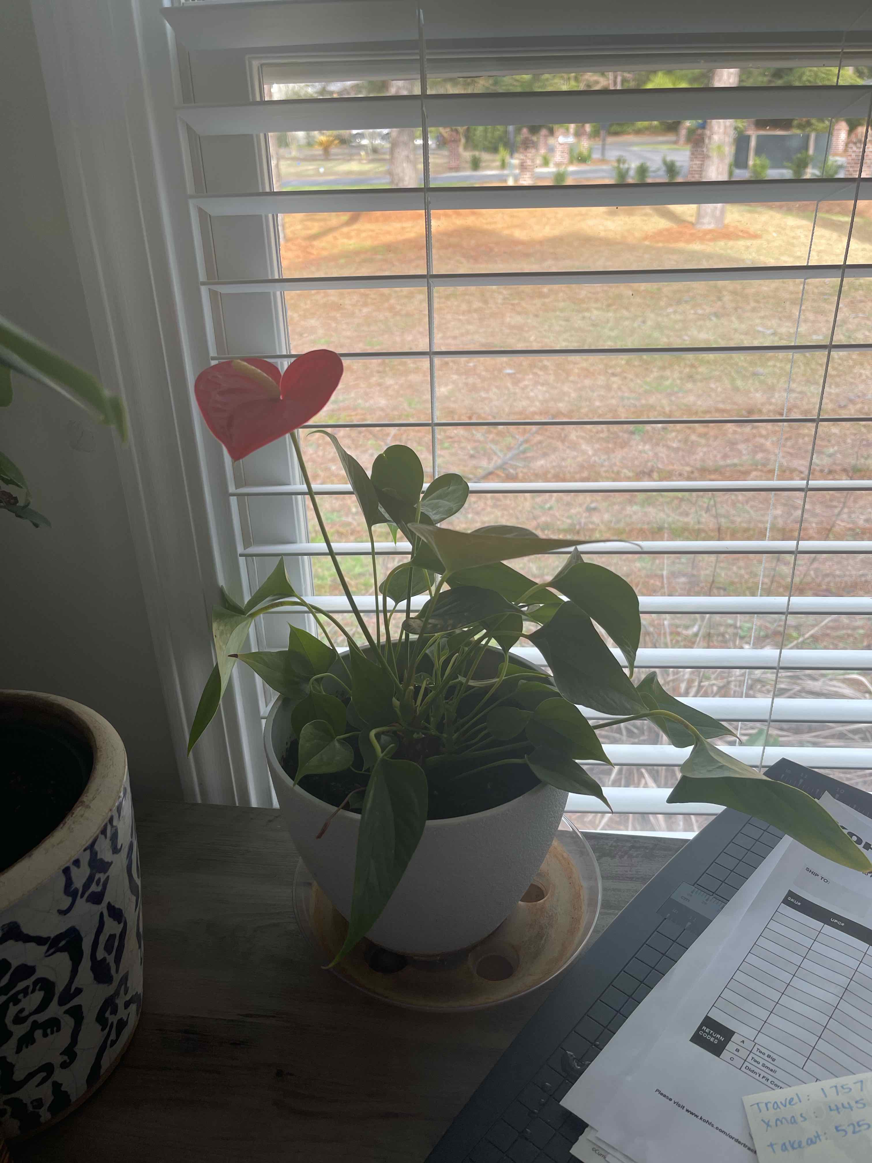 Painter's Palette plant photo by @Duffinator named Flitwick on Greg, the plant care app.