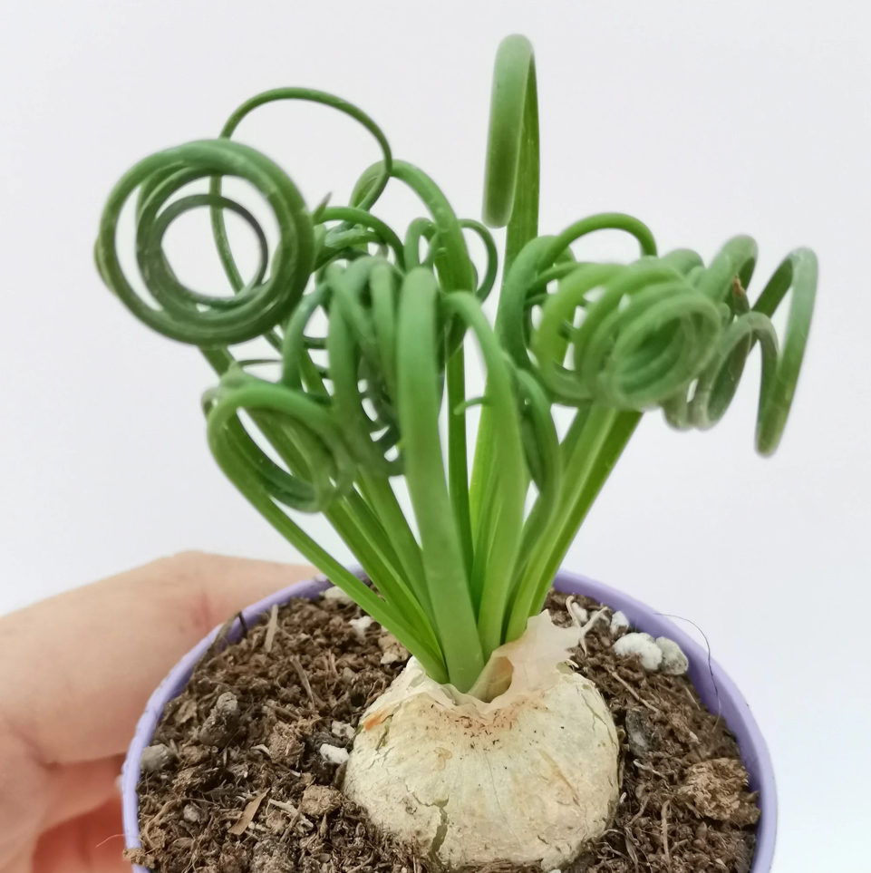 Frizzle Sizzle plant with curly green leaves in a small pot with visible soil.