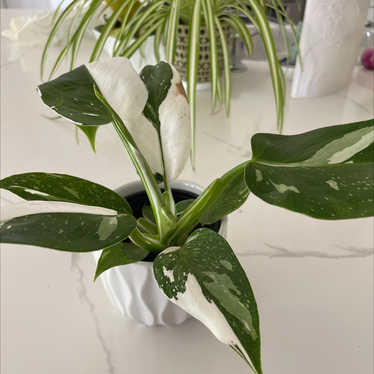 Philodendron 'White Princess' plant with variegated leaves in a small pot.