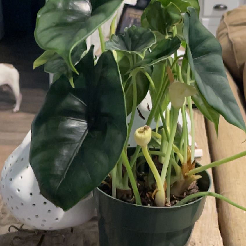 Alocasia 'Dragon Scale' plant in a pot with dark green leaves, well-framed and healthy.