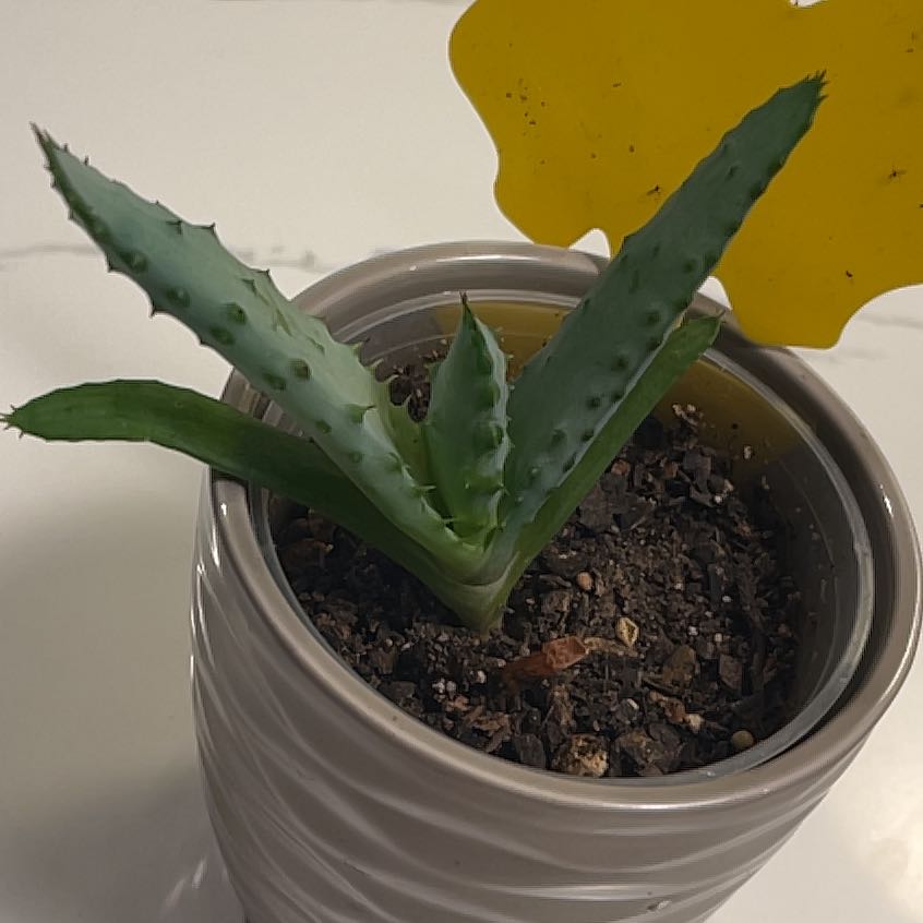 Cape Aloe plant in a pot with visible soil, appears healthy.