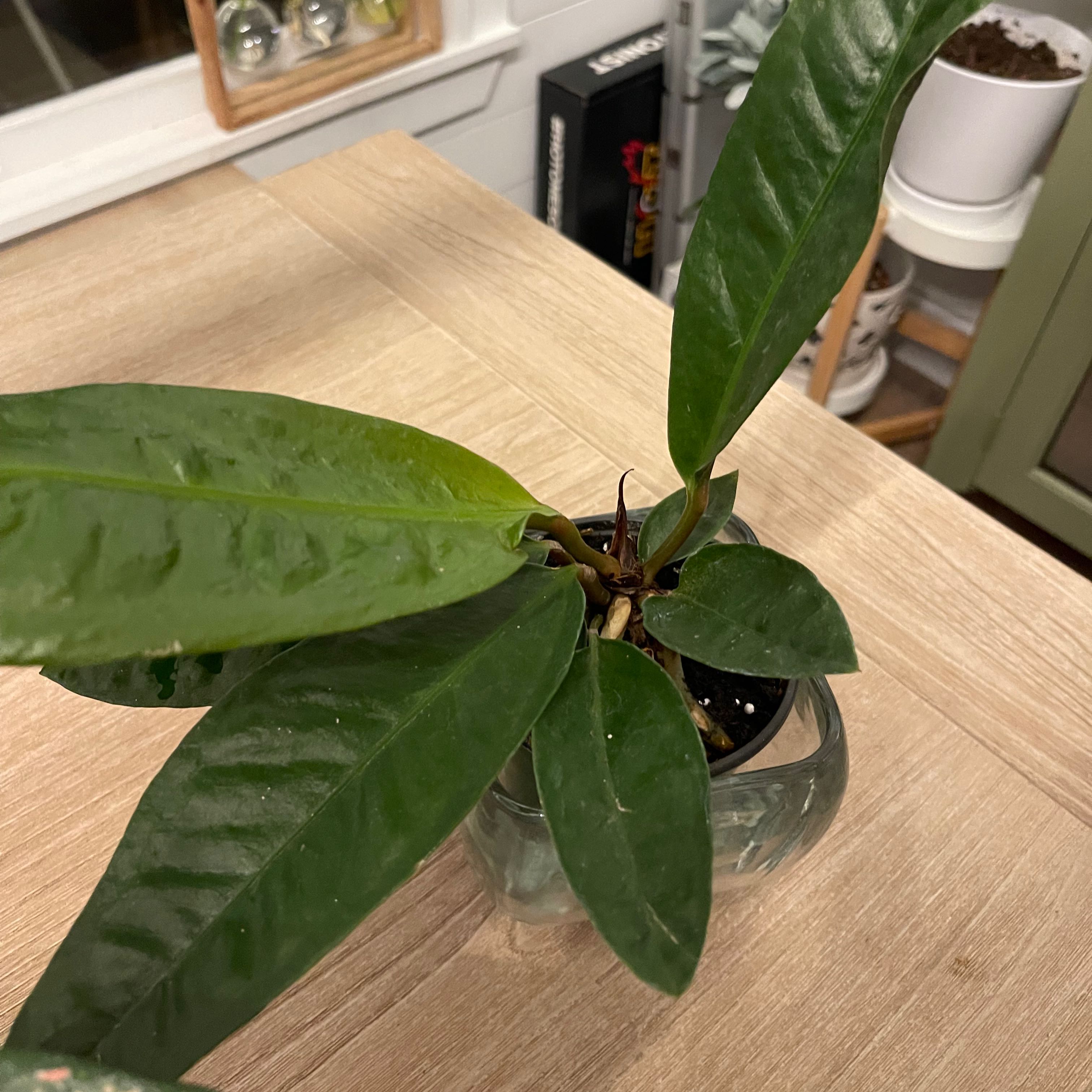 Anthurium superbum plant with broad, dark green leaves in a glass container.
