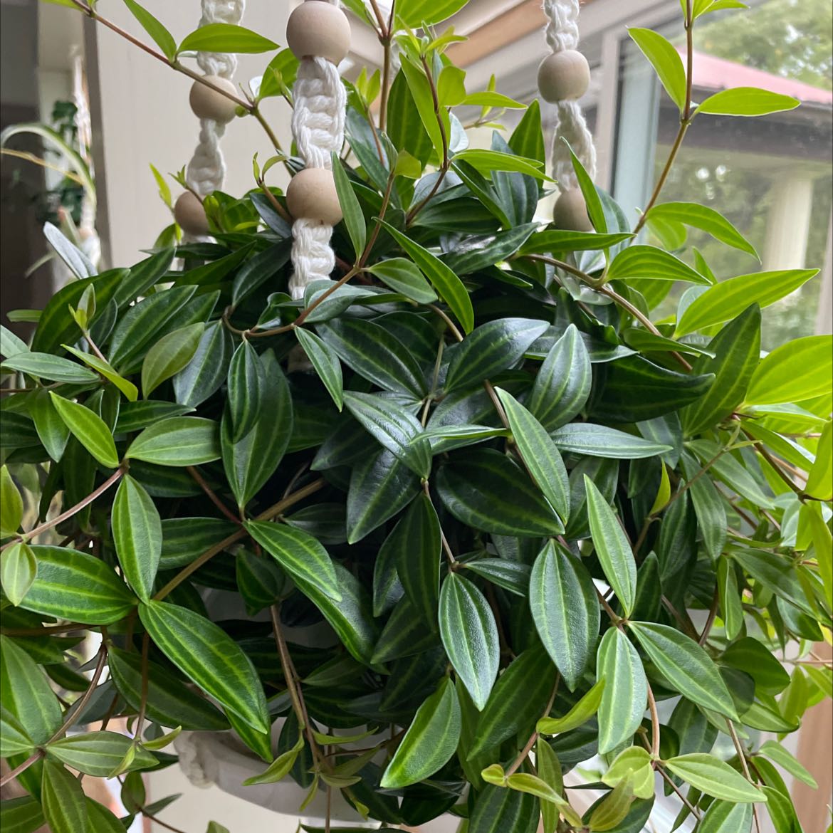 Photo of the plant species Peperomia 'Diamond' by @IconTorgrass named Xena on Greg, the plant care app