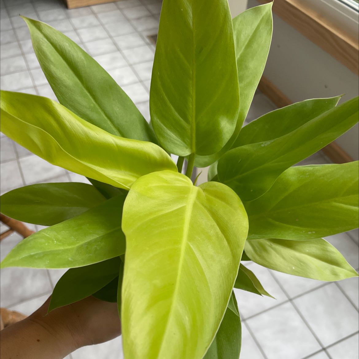 Philodendron Golden Melinonii plant with vibrant green leaves, held by a hand.