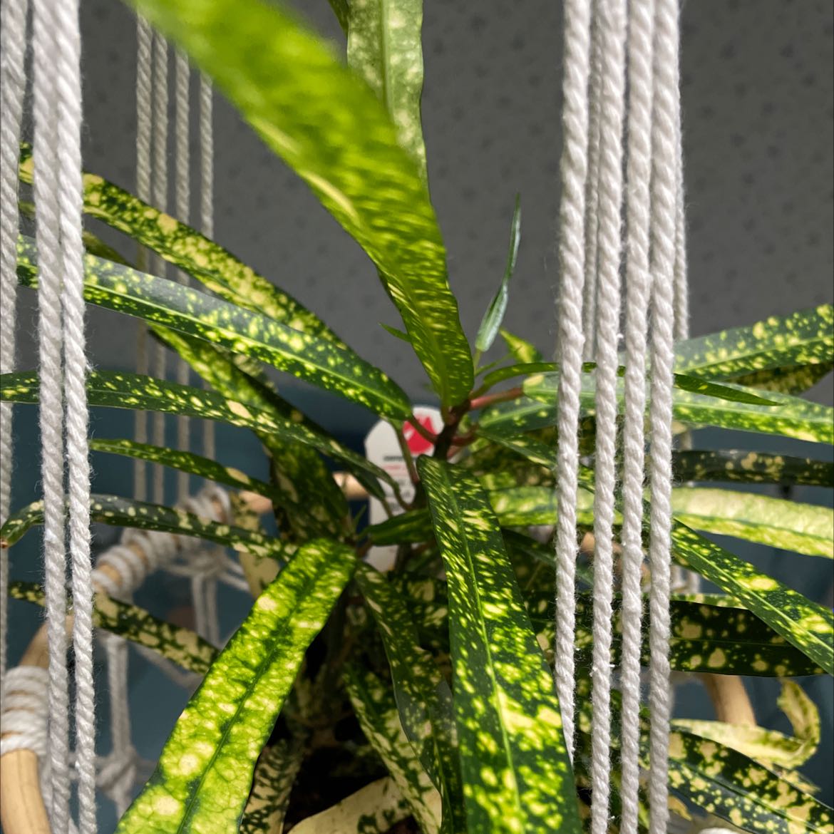 Photo of the plant species Superstar Croton by @IconTorgrass named Elina on Greg, the plant care app