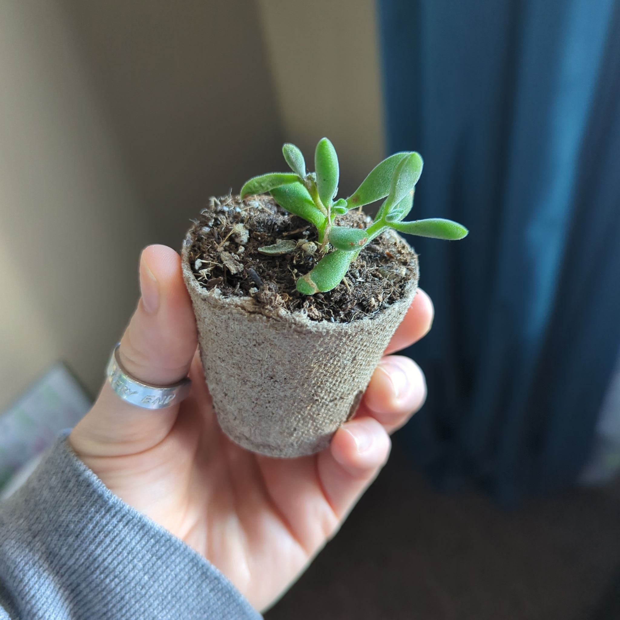 Crassula rogersii plant in a small pot held by a hand, appears healthy.