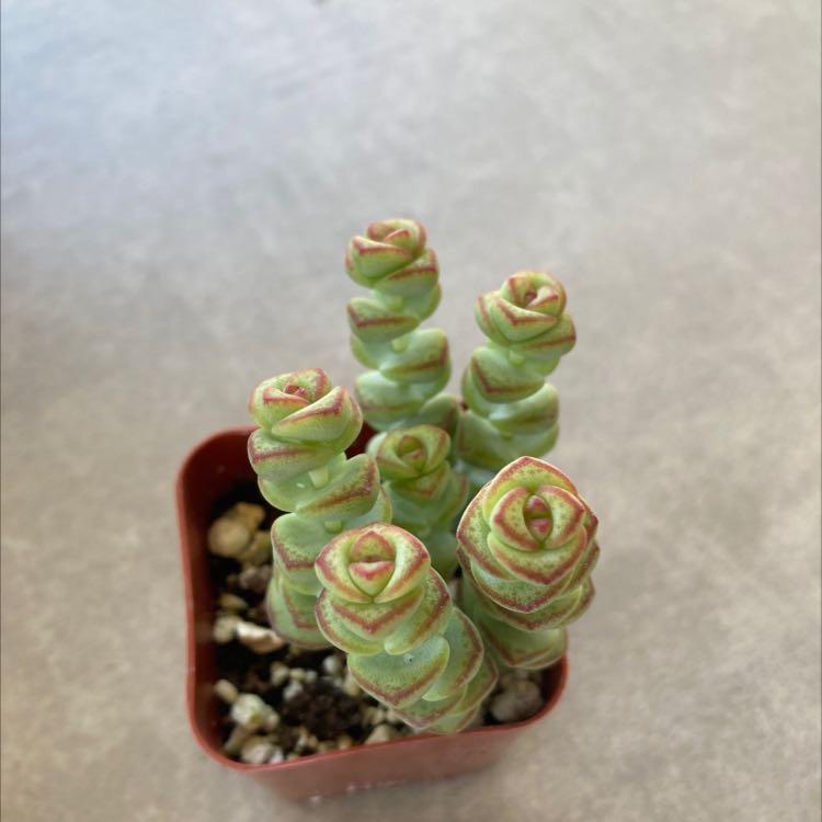 Photo of the plant species String of Buttons by @PrimalAirplant named Marge on Greg, the plant care app