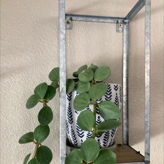 Baby Rubber Plant plant in Ripon, California
