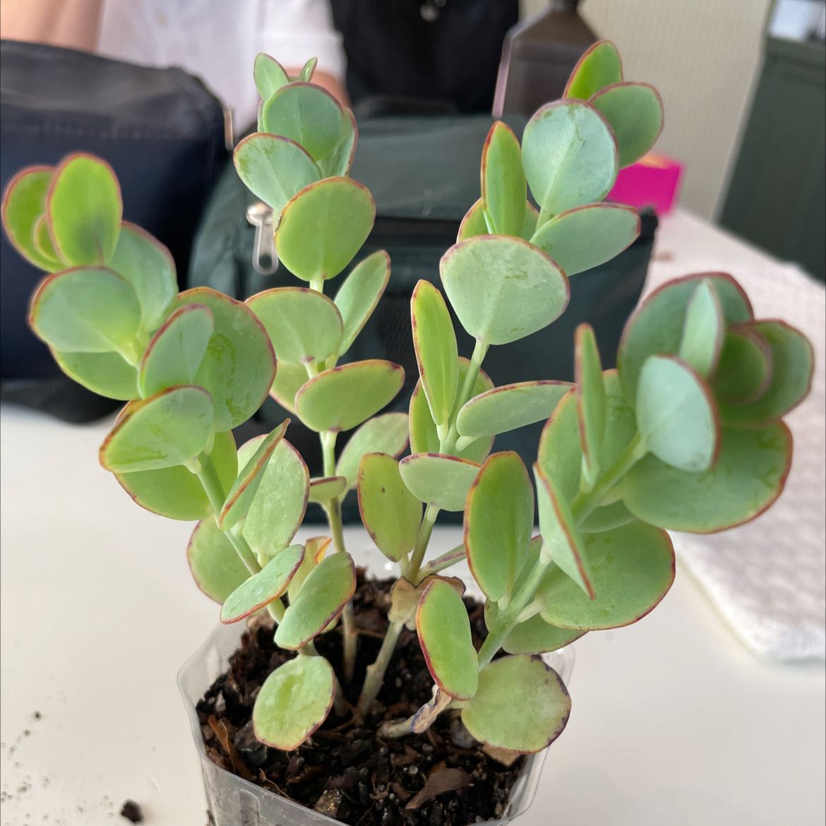 Photo of the plant species Marnier's Kalanchoe by @ExpertHedera named 3 + 4 on Greg, the plant care app