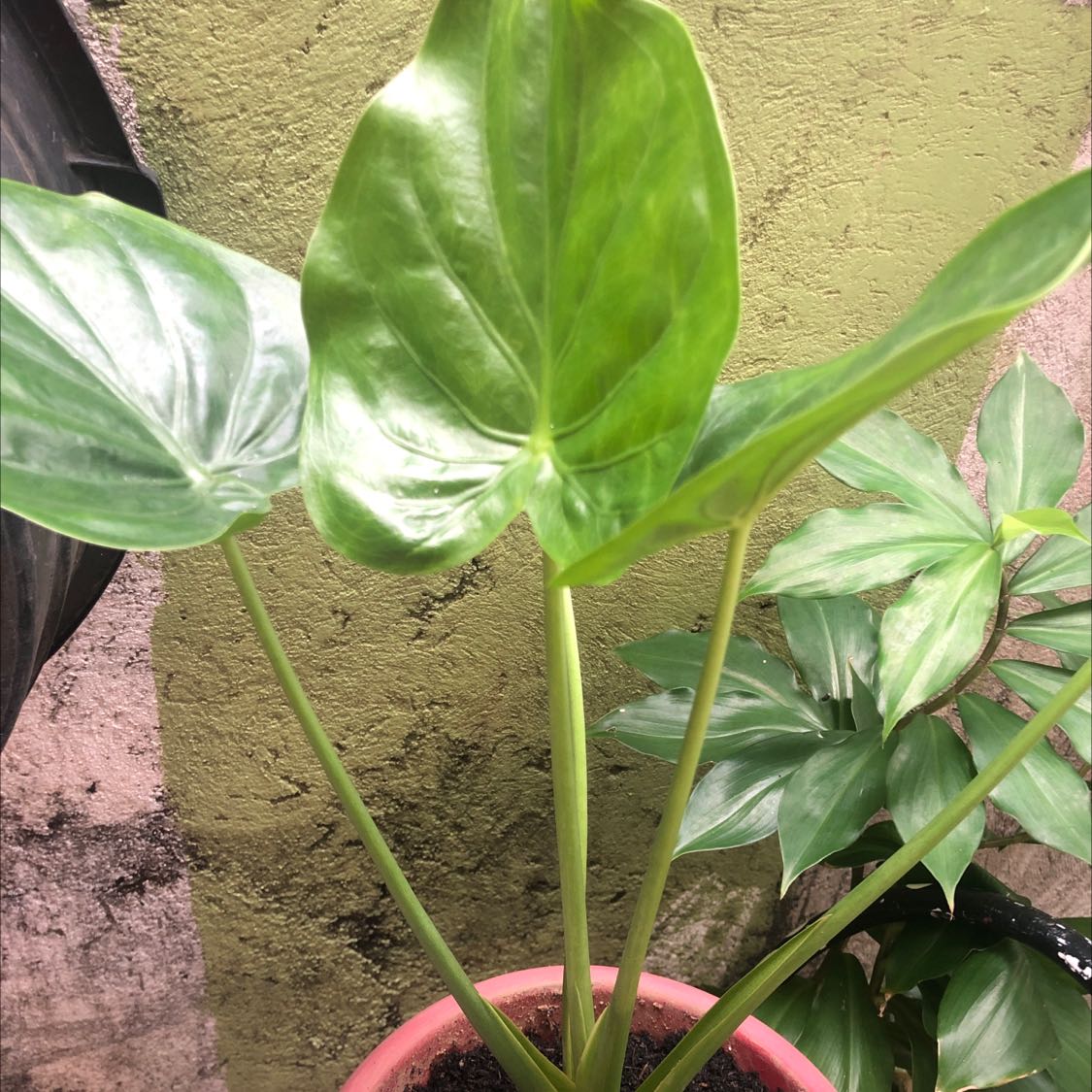 Photo of the plant species Chinese Taro by @JocularJicaro named Jonard on Greg, the plant care app