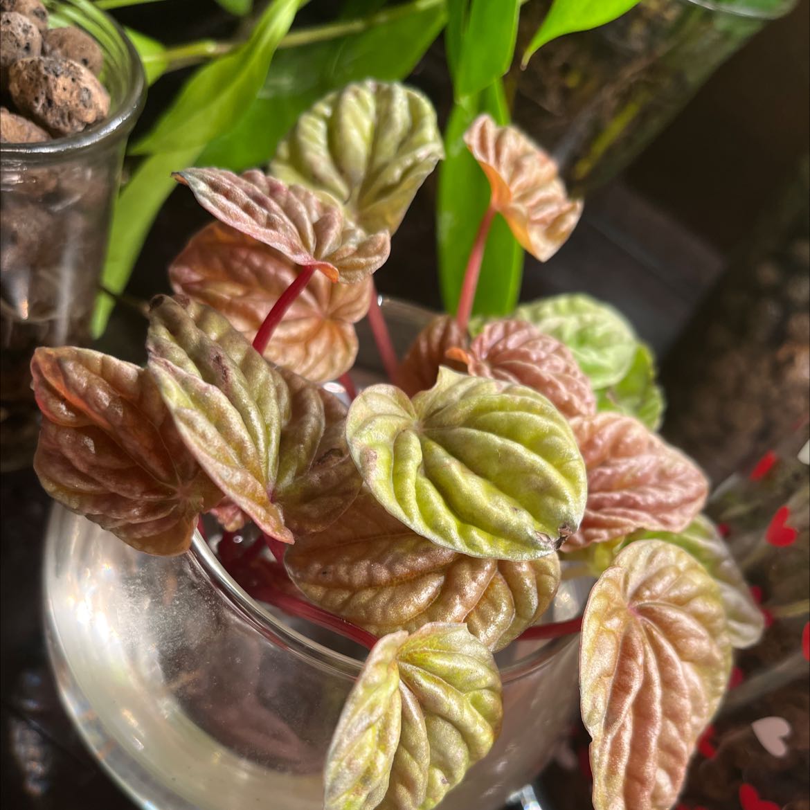 Photo of the plant species Tricolor Ripple Peperomia by @Chyburnsfish named Your plant on Greg, the plant care app