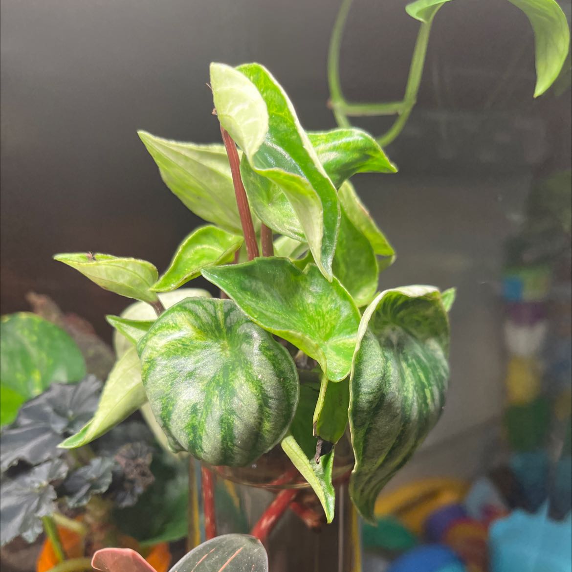 Photo of the plant species Variegated Watermelon Peperomia by @Chyburnsfish named Your plant on Greg, the plant care app